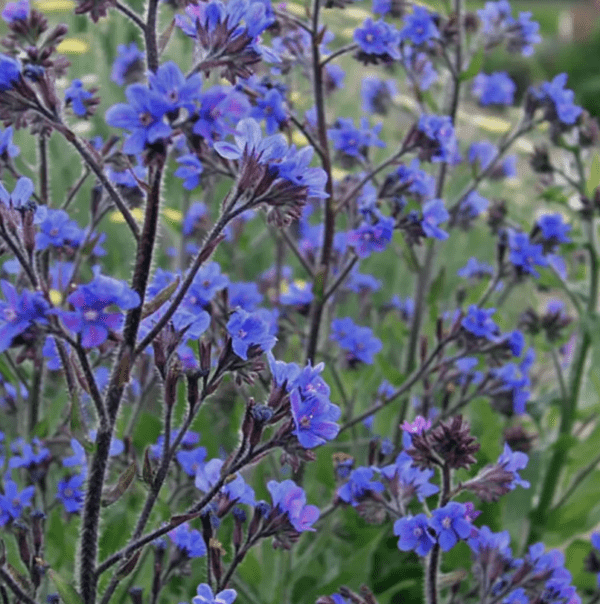 Anchusa azurea 'Dropmore' variety (quart pot)